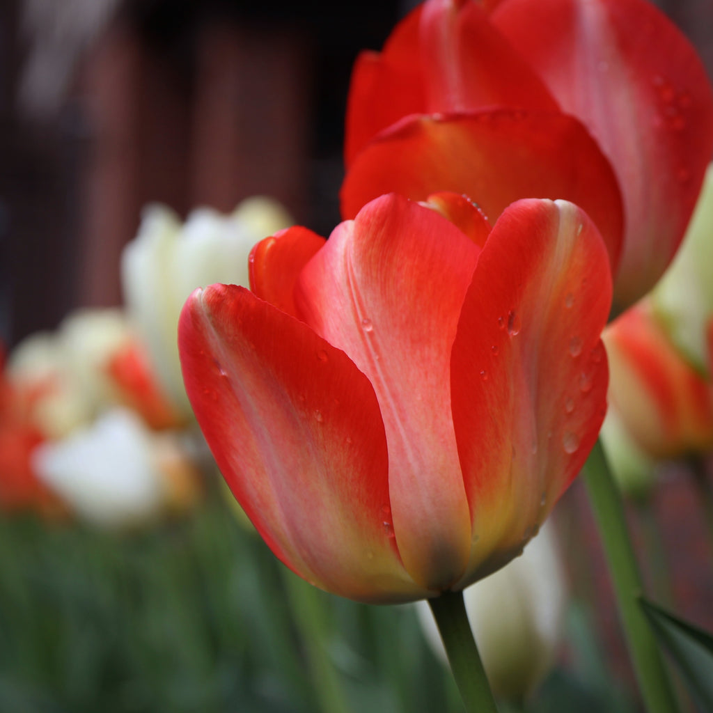 Easter Wishes