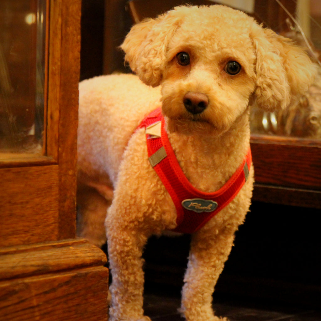 Top Shop Dog