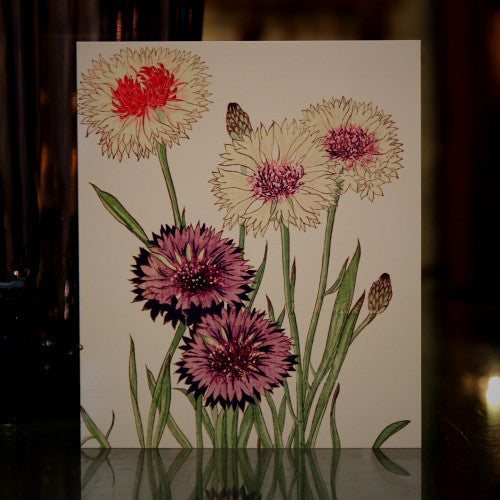 Cornflowers