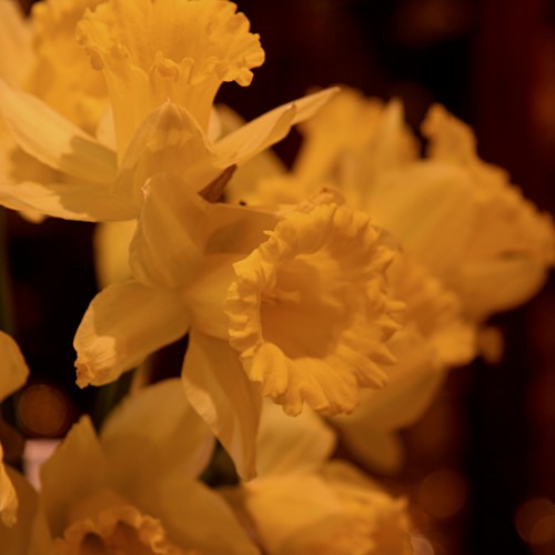 A Host of Golden Daffodils!