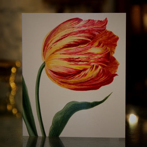 Parrot Tulips