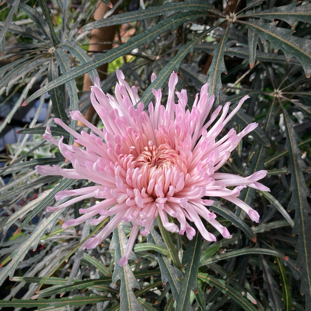 Chrysanthemums for November