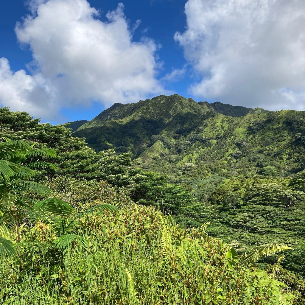 Kauai-Bound - VII
